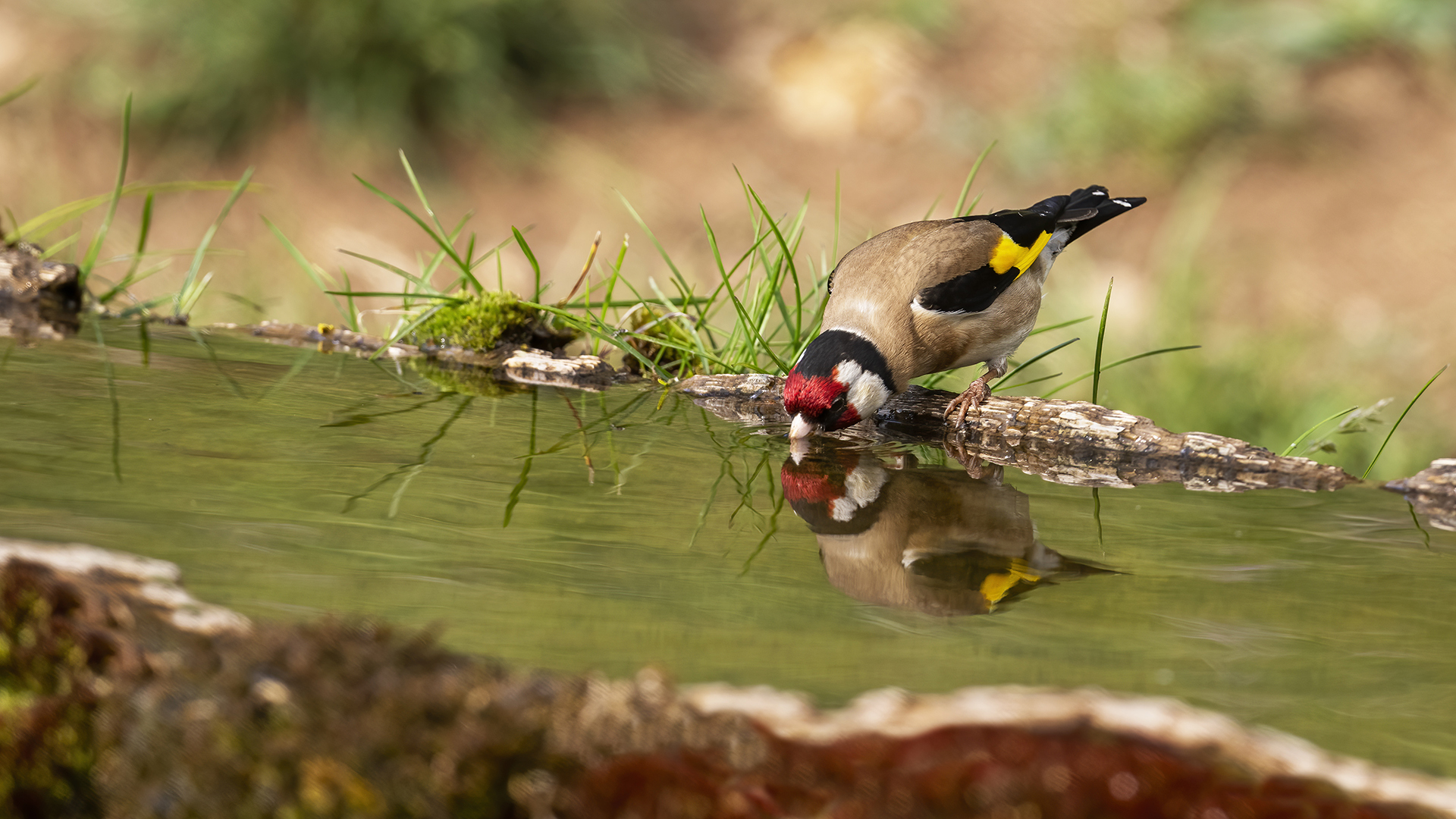 European Goldfinch